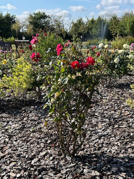 Rose Tree